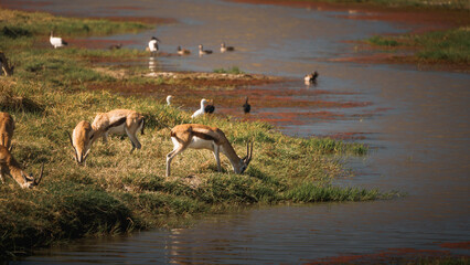 Thomson's gazelles graze peacefully by a tranquil lake in ngorongoro crater, tanzania, showcasing the vibrant ecosystem of the african savanna