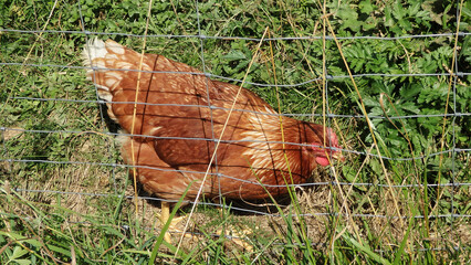chicken in grass