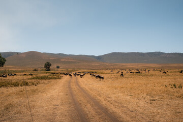 Obraz premium Wildebeest crossing dirt road in ngorongoro crater, tanzania