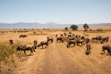 Wildebeest grazing in ngorongoro crater during an african safari trip