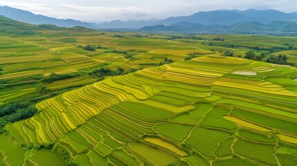 Aerial View of Green and Gold Rice Terraces in Vietnam, agriculture, landscape