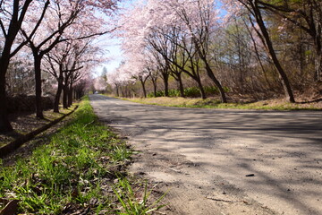 桜道