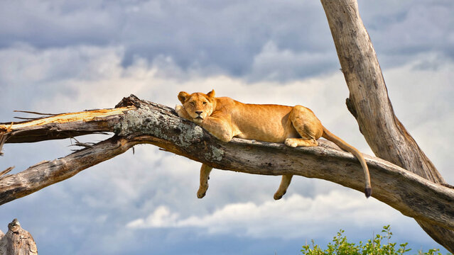 Lioness on tree at Lake Manyara National Park, national park in Tanzania, May 2023	