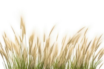 Wild grass plant wheat white background.