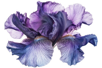 A close up of a vibrant purple iris flower with delicate petals against a Isolated on white transparent background