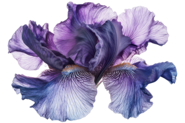 A close up of a vibrant purple iris flower with delicate petals against a Isolated on white transparent background