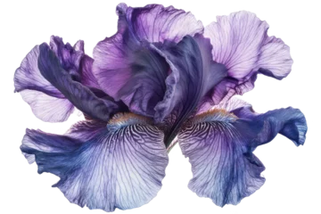Fototapete Rund A close up of a vibrant purple iris flower with delicate petals against a Isolated on white transparent background © Repa