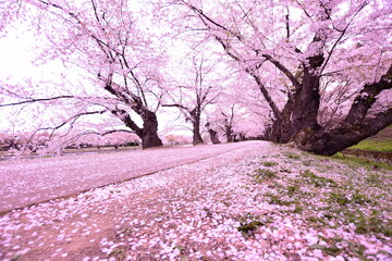 桜道
