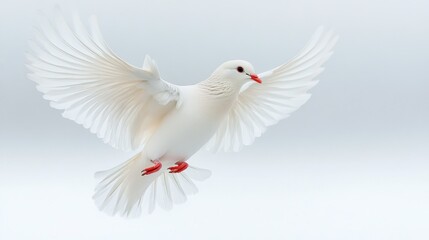 Obraz premium White dove in flight (1)