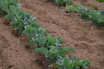 Vibrant green cabbage plants growing in rows on fertile soil under a clear blue sky during the...