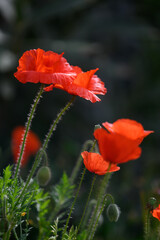 Obraz premium Vibrant red poppies swaying gently in the breeze on a sunny spring day in a lush garden