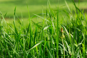 Green grass and dried dandelion in the foreground. Summer sunny field with green grass. Eco concept