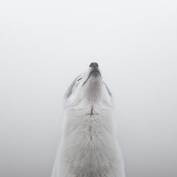 A serene wolf howling in a misty landscape.