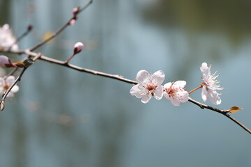 cherry blossom in spring