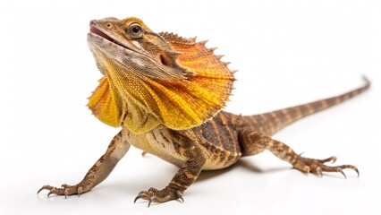 Obraz premium Australian Frilled Lizard Close-Up of a Unique Reptile Displaying its Striking Frill