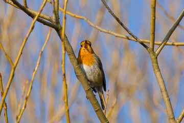 robin perching on a twig and singing on a sunny spring day close-up