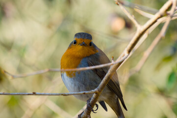 robin perching on a twig close-up
