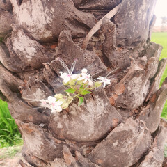 This captivating image showcases a cluster of delicate white and pink flowers blooming in a lush green environment.