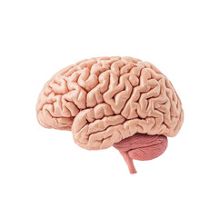 Human brain illustration on transparent background. Concept for science, medicine, and anatomy.
