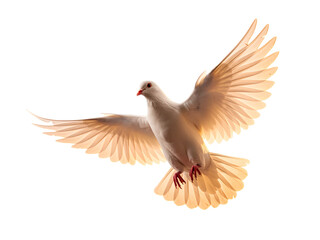 Fototapeta premium A stunning, high-resolution image of a white dove in mid-flight, with its wings outstretched