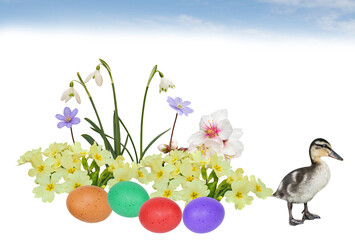 Easter decoration with wild flowers, primroses, snowdrops, bell, almond tree, colored eggs and duck chick, isolated on white background