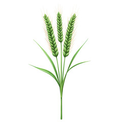 Fototapeta premium Illustration of green wheat ears on a transparent background. Concept of agriculture, harvest, and grain.