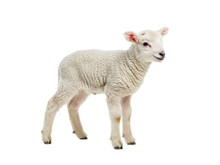 Fototapeta premium A charming, young lamb, in full, fluffy white fleece, stands against a transparent background