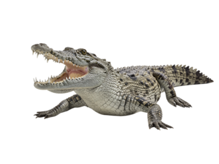Full shot of a crocodile with its mouth wide open, set against a transparent background
