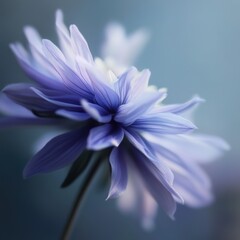 Delicate flower bloom nature garden macro photography soft focus serenity beauty