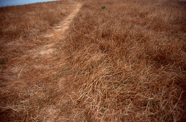 A path in a yellow field