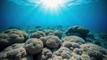 Sunlit coral reefs underwater scene with sunrays in clear blue ocean