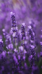Obraz premium Close-up of purple lavender flowers in a field