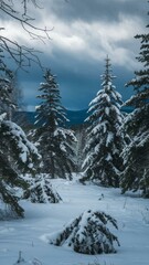 Fototapeta premium Spruce tree forest covered by snow in winter landscape