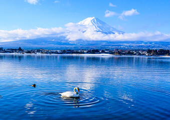 河口湖から富士山と白鳥.