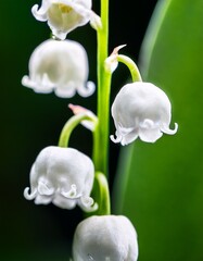 Delicate White Flowers Blooming in the Garden During Springtime, Showcasing Nature's Beauty