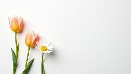 Fototapeta premium A minimalistic design of May Day, Mother's day flowers, such as daisies and tulips, placed neatly on a plain white background