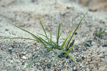 New grass sprouting from sandy soil in a desolate area during daylight hours