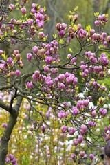 magnolia flowers pink