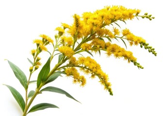 Chapman's Goldenrod, Solidago odora var. chapmanii, North Florida Wildflower, Autumn Bloom, Nectar Plant, Isolated White Background