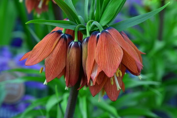 Beautiful colored fritillary in gardening near Prague in Bohemia.