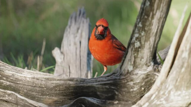 A Northern Cardinal perches in a branch on the ground and looks around - Cardinalis cardinalis