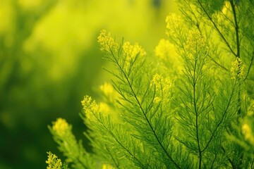 Melaleuca Alternifolia in Japan. Green Nature: Yellow Flowers on Tree in Summer Garden