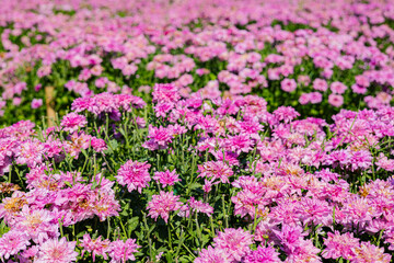Pink Chrysanthemums In The Flower Garden