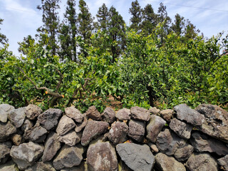 Traditional stone wall at a farm in Jeju Island, South Korea. It is a typical wall made by stacked...