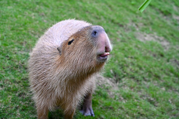 Adorable Capybara Waiting for Food. A Gentle Animal's