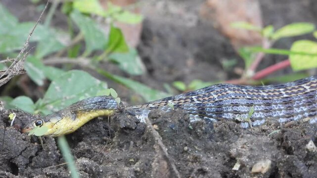 Snake eating her prey and relaxing .