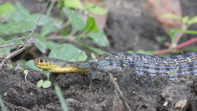Snake shallowing her prey and relaxing .