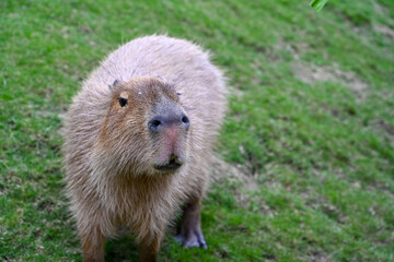 Adorable Capybara Waiting for Food. A Gentle Animal's