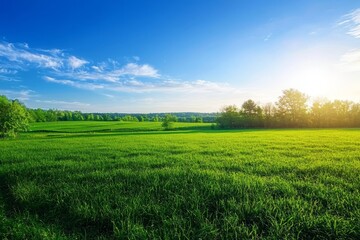 Vibrant Summer Landscape Featuring Green Grass and Clear Blue Sky