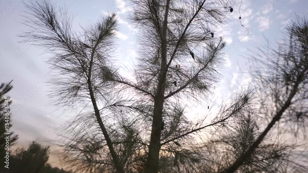 Poster low-angle view of pine tree branches against a bright sky with soft clouds.
